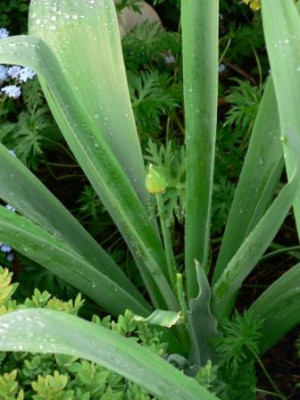 AlliumGeranium.JPG
