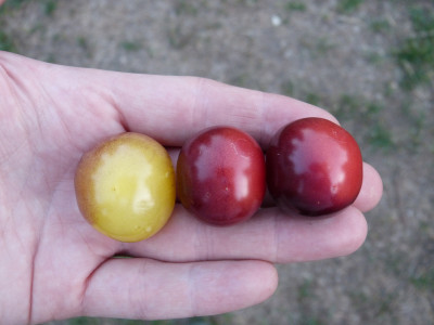 2018-07-23 Tomaten.jpg
