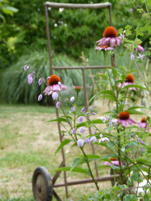 2018-07-22 Gartenimpressionen 1.jpg