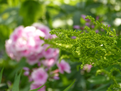 2018-07-22 Gartenimpressionen 5.jpg
