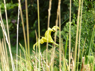 2018-07-22 Gartenimpressionen 8.jpg