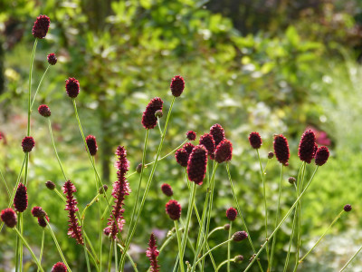 2018-07-22 Gartenimpressionen 11.jpg