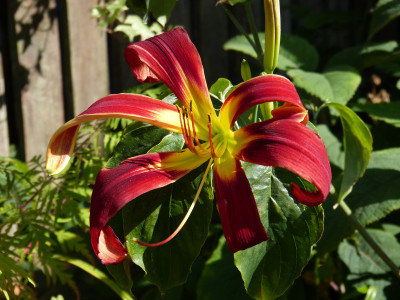 2018-07-23 Hemerocallis 'Red Rain'.jpg