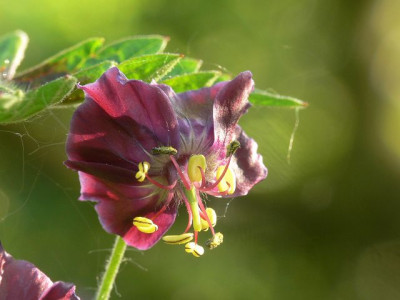 k-Geranium_phaeum_Samobor.jpg