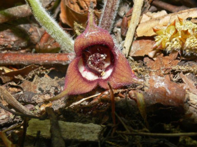 unbekanntes_Asarum.JPG