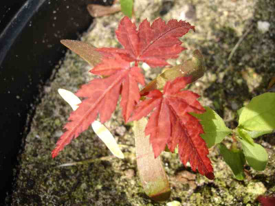 Acer_2007.jpg