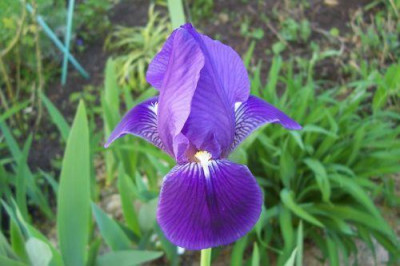 000_1578_alte_lila_Iris_frisch_erbluht.jpg