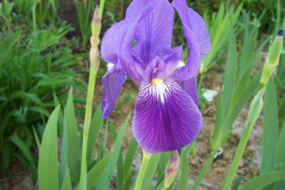 000_1577_alte_lila_Iris.jpg