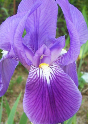 000_1577_lila_Iris_Detail.jpg