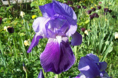 000_1579_noch_eine_lila_Iris.jpg