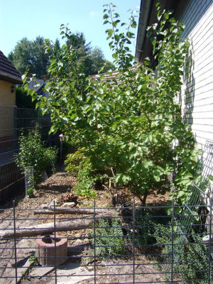 Hargrand Aprikosenbaum.JPG