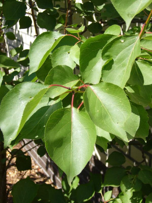 Hargrand Aprikosenblatt.JPG