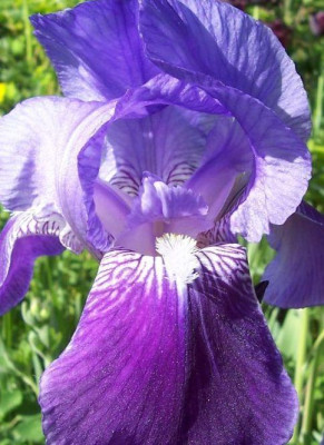 000_1579_2._lila_Iris_Detail.jpg