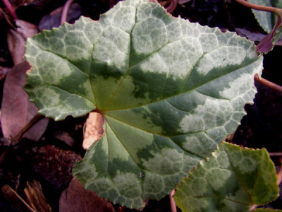 Herbstalpenveilchenblatt.jpg