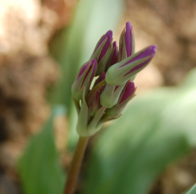 Gotterblume_M_1353_95.jpg