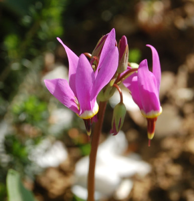 Gotterblume_M_1663_95.jpg