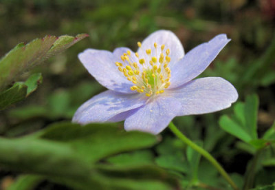 AnemBlueBonet_4681.jpg