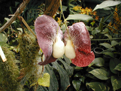 orchideen.jpg