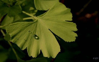 comp_Ginkgoblatt.jpg