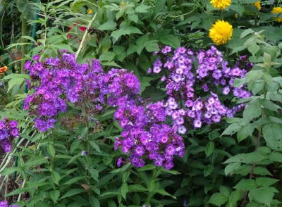 phlox01.jpg