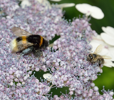 DSC_4356-Hummel-blau_019.JPG