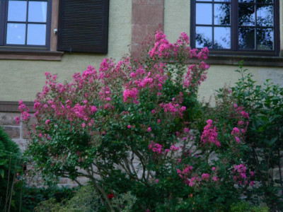 Uferstraße Chinesische Kräuselmyrte Lagerstroemia indica DSCN6485.JPG