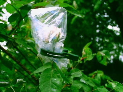 SdlMclbeingepackt.jpg