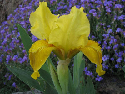 Iris_barbata_nana_N.N._23.04.07.jpg