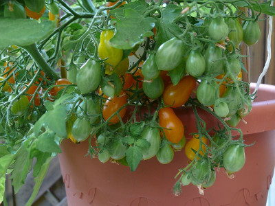 150725_Galapagos Wildtomate.jpg