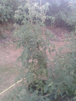 20180725_203812.jpg
