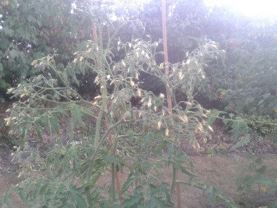 20180725_203819.jpg