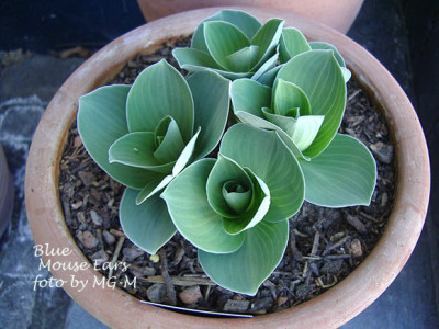 Imgp0607-BMEars.jpg
