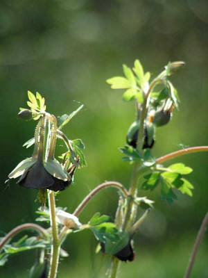 aquilegia_viridiflora1.jpg