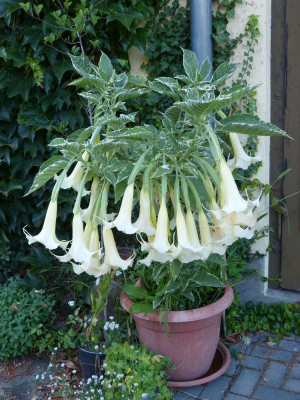 2018-07-25 Brugmansia 'Maya' 1.jpg