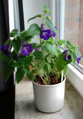 Achimenes mexicana_180725.jpg