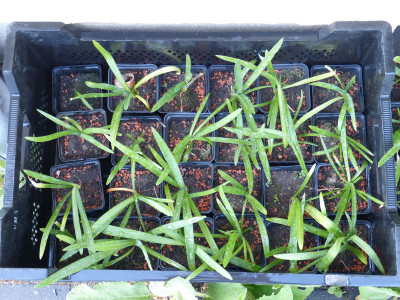 2018-07-25 Agapanthus.jpg