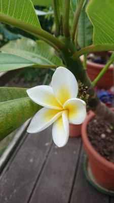 frangipani.jpeg