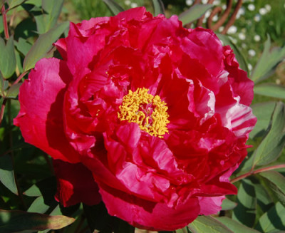 Shima-nishiki_P_1786_88.jpg