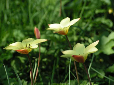 tulipa_clusiana_Cynthia2.jpg