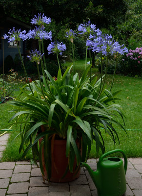 DSC_4424-Agapanthus-blau_013.JPG