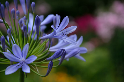 DSC_4423-Agapanthus-blau_012.JPG