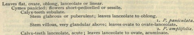 Phlox paniculata und Phlox ampliifolia Manual of the flora of the northern states and Canada, by Nathaniel Lord Britton.jpg
