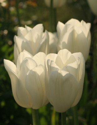 tulipa_maureen_4944.jpg
