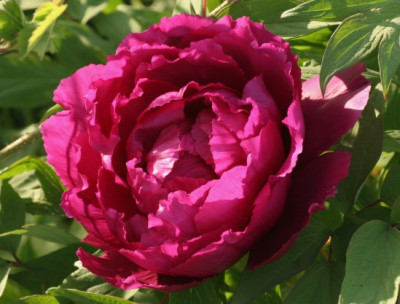 paeonia_suffruticosa_beet5_4935.jpg