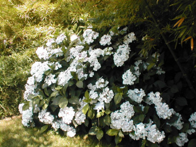 hydrangea.jpg