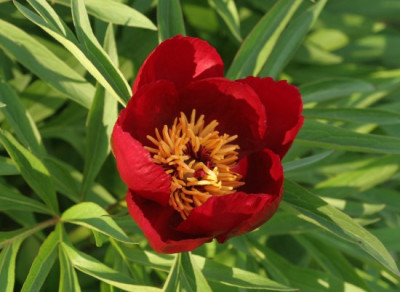 paeonia_x_smouthii_4937.jpg