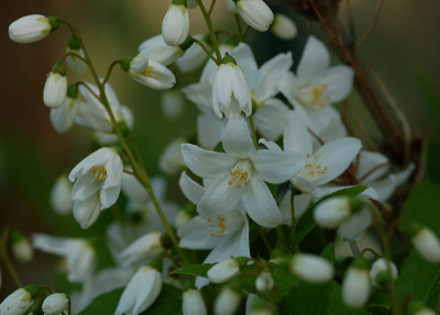 Deutzia-gracilis--EB-230407.jpg