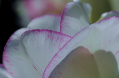 Tulipa_X__1_22-04-2007.jpg