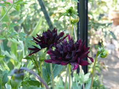 2018-07-26 Dahlia 'Nuit d'Été' 1.jpg