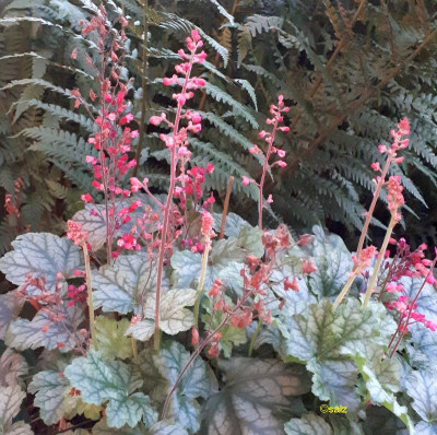 Topfheuchera 2018.jpg